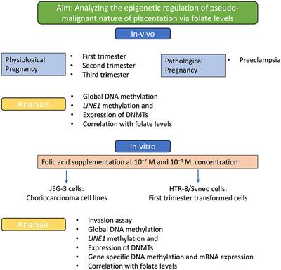 Folic Acid Levels During Pregnancy Regulate Trophoblast Invasive Behavior and the Possible Development of Preeclampsia